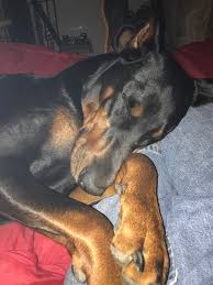 Dobermanpinscherpuppy Doberman Dogs Dogs Doberman Pinscher Dog
