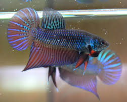 Betta Smaragdina Betta Betta Fish Fish Ponds