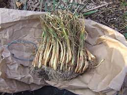 They grow again during the second. How To Plant And Grow Onions Hgtv