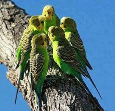 kuslar muhabbet kuslari papaganlar rengarenk kuslar