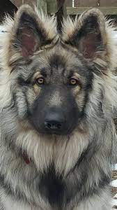 Shiloh Shepherd Dog Breeds Dogs Shepherd Puppies