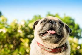 Depends on generous donations from individuals, corporations, and provides a kennel that shelters 13 dogs per year. Austin Pets Alive Needs Your Help Keeping Pups Safe From The Heat Austin City Limits Radio 97 1 Fm