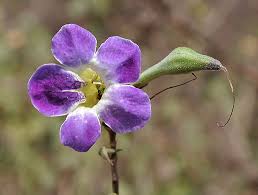 Image result for Asystasia malawiana