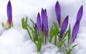 Image result for winter/spring photos