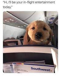 Doggo In The Plane Funny Animal Pictures Cute Animals Funny Animals