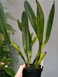 Image result for Impatiens keilii