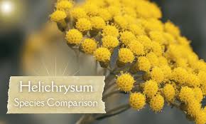 Image result for Helichrysum helvolum