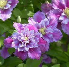 We did not find results for: 10 Of The Best Clematis For Shade Pyracantha Co Uk