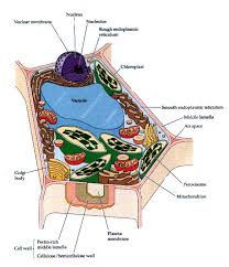 Smooth er is the site of lipid synthesis and rough er of protein synthesis. A Scheme Of A Plant Cell With The Principal Membrane Systems Download Scientific Diagram
