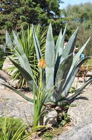 Image result for Aloe cooperi