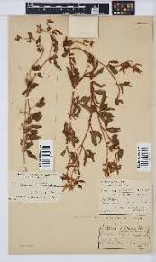 Image result for Crotalaria pisicarpa