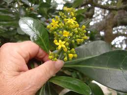 Image result for Psychotria moninensis