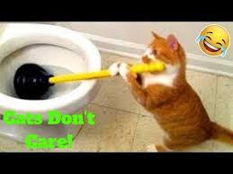 Funny Animal Videos Youtube In 2020 Funny Animal Videos Funny Animals Animal Gifs