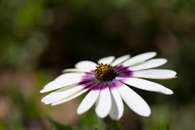 Image result for Sebaea sedoides