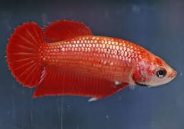 Females 1.5 inches (4 cm.) max normally although specimens that are well cared for or old can be bigger. Female Betta Fish Color Variations