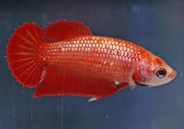 Lf wrote, help my betta jumped out of the bowl. Female Betta Fish Color Variations