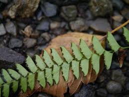 Image result for Lindsaeaceae