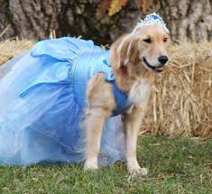 As a caring pet parent, it is up to you. Halloween Costumes Golden Retriever Dog Forums