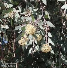 Image result for Eucalyptus sp.