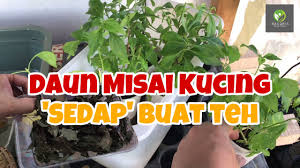 We did not find results for: Cara Buat Teh Misai Kucing Cat S Whiskers Yang Banyak Khasiat Youtube