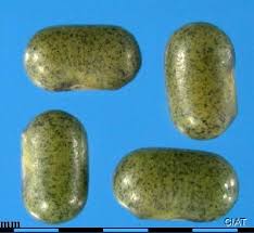 Image result for Sesbania keniensis