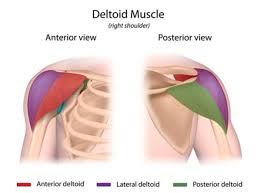 Defined shoulders and cut arms are the ambition for some people. 3 Shoulder Exercises That Get Undeniable Results Organic Authority