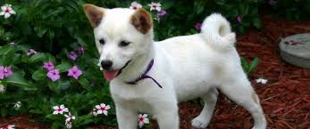 Finden sie einen welpen zu verkaufen. Shiba Inu Welpen Wirklich Alles Was Du Uber Sie Wissen Musst