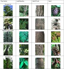 Tree Bark Identification Chart Dolap Magnetband Co Tree