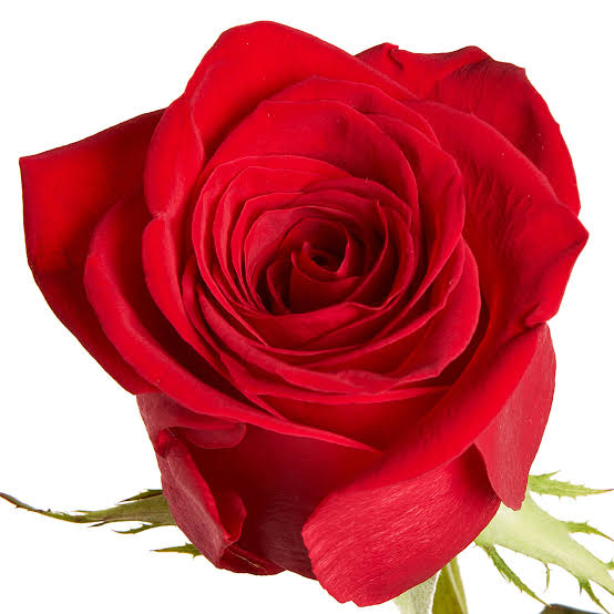ROSE RED FREEDOM 100cm - FMI Farms