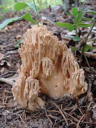 Image result for Russula mariae