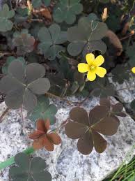 Image result for Oxalis purpurascens