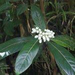 Image result for Gaertnera