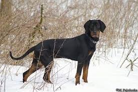 Black And Tan Dog Breeds List A Black And Tan Polish Hunting Dog Is Standing Outside In Snow Surrounded By Tall Brown Grass Hunting Dogs Dogs Dog Breeds
