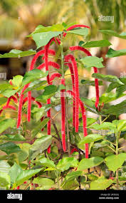 Image result for Acalypha fimbriata
