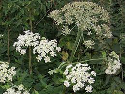 Allergie voor composieten (snijbloemen, samengesteldbloemigen) (patientenfolder). Allergie Voor Planten En Bloemen