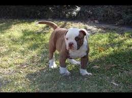 I have been breeding the american bulldog for 7 yrs now with no health issues in any of my puppies. American Bulldog Puppies Dogs For Sale In Atlanta Georgia Ga Savannah Sandy Springs Roswell Youtube