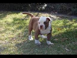 The search tool above returns a list of breeders located nearest to the. American Bulldog Puppies Dogs For Sale In Atlanta Georgia Ga Savannah Sandy Springs Roswell Youtube