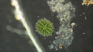 Image result for Micractis