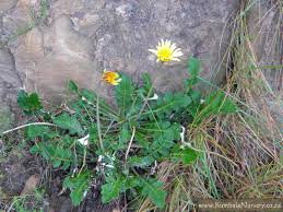 Image result for Haplocarpha