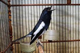 Di sini, kami akan menyuguhkan gambar burung elang yang asli dan paling keren yang ada di dunia ini. Inilah Cara Uji Mental Burung Kicauan Yang Bisa Anda Lakukan Burung Betina Jalak