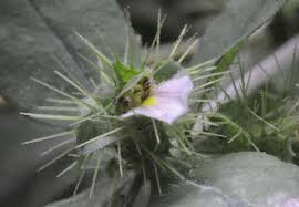 Image result for Blepharis maderaspatensis