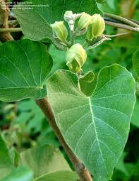 Image result for Ipomoea albivenia