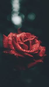 29 Romantic Roses Iphone X Wallpapers Preppy Wallpapers Wallpaper Iphone Roses Red Roses Wallpaper Preppy Wallpaper