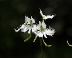 Image result for Habenaria cirrhata