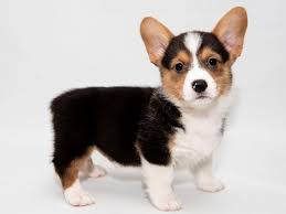 The cost for our puppies is subject to change and so for this reason please inquire. Pembroke Welsh Corgi Dog Male Black Tan 2297883 My Next Puppy