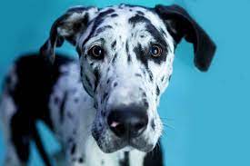 Homeward bound pet rescue indiana. Homeward Bound
