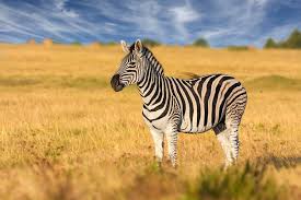 Read on to discover these and other. Stripes Do Not Help Zebras Stay Cool In The Sun Earth Com