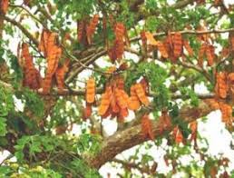 Image result for Chrysophyllum gorungosanum