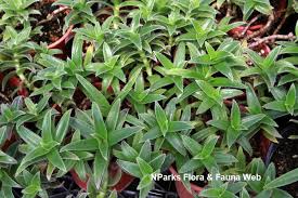 Image result for Cyanotis sp. aff. C. lapidosa