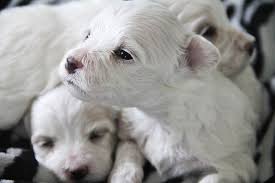 How many eggs are fertilized is what determines how many puppies a female dog will have. How Many Puppies Can Dogs Have Litter Size Influential Factors